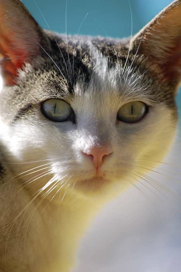 Cats benefit from energy healing