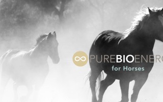 PureBioenergy healing horses