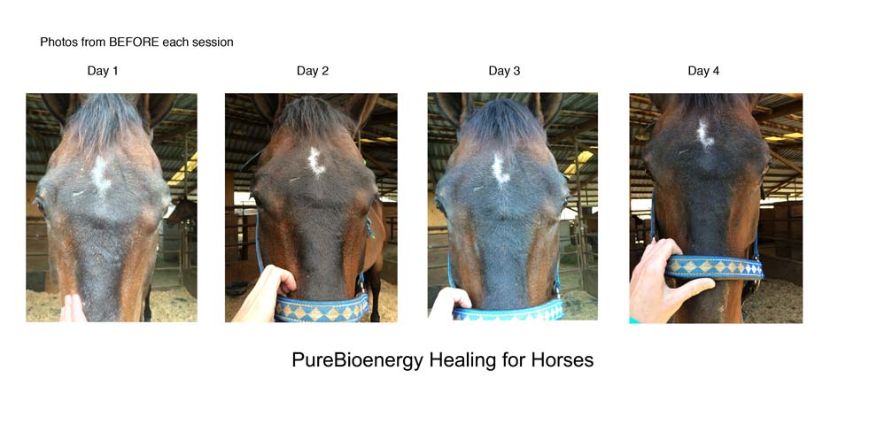 Before and after energy healing for horses