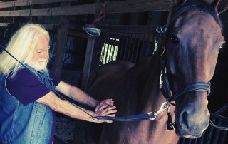 Energy healing and Horses
